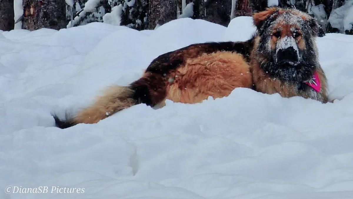 A fost anunțată data la care vine iarna în România. Se întâmplă mai devreme decât ne așteptam