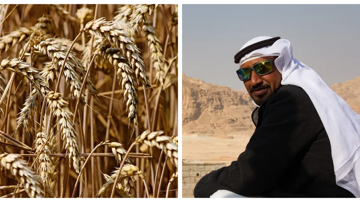 Peste 100 de mii de tone de grâu românesc, cumpărate de egipteni printr-o licitație internațională. De ce preferă arabii cerealele din țara noastră