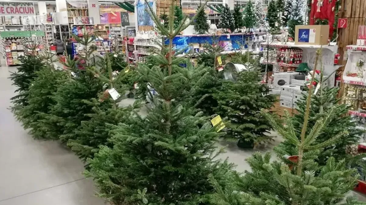 Cât costă un brad de Crăciun la Carrefour. Pentru cei din categoria premium va trebui să scoți bani frumoși din buzunar