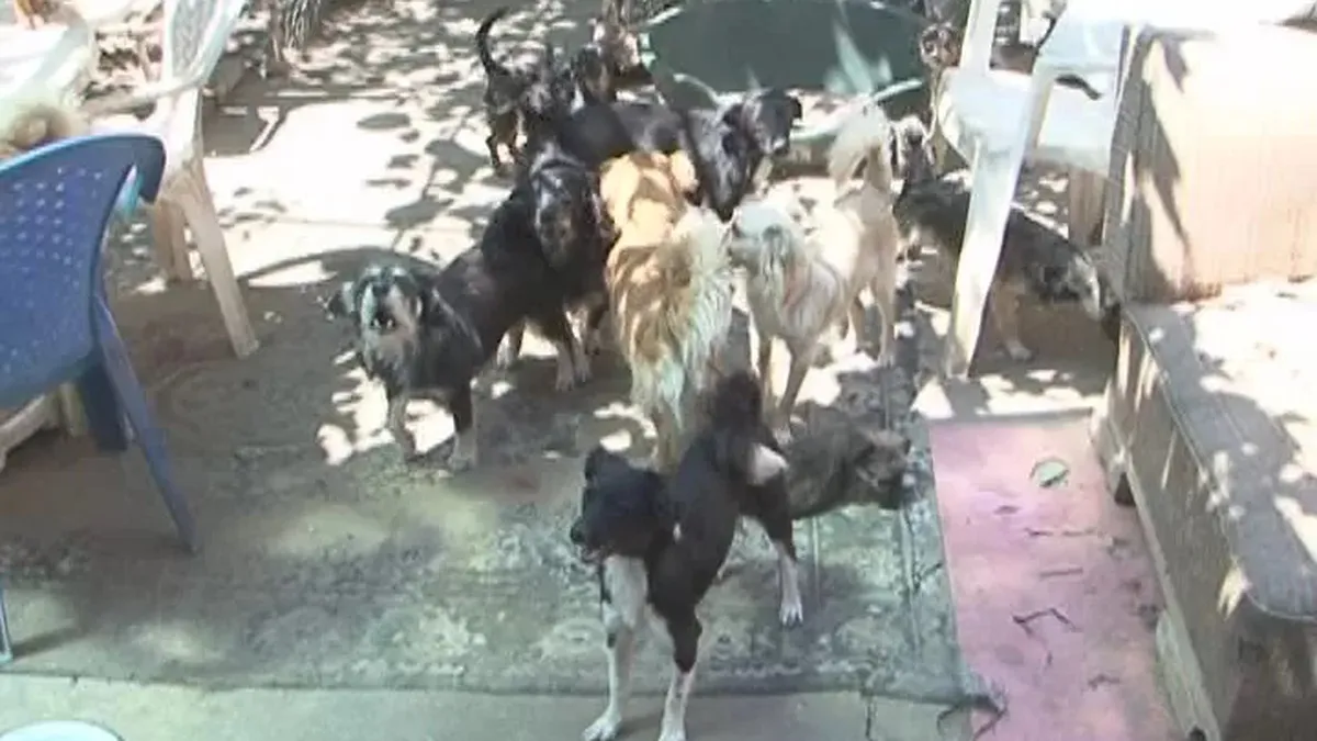 Reguli obligatorii pentru toți proprietarii de câini. Riscă sancțiuni drastice dacă încalcă legea