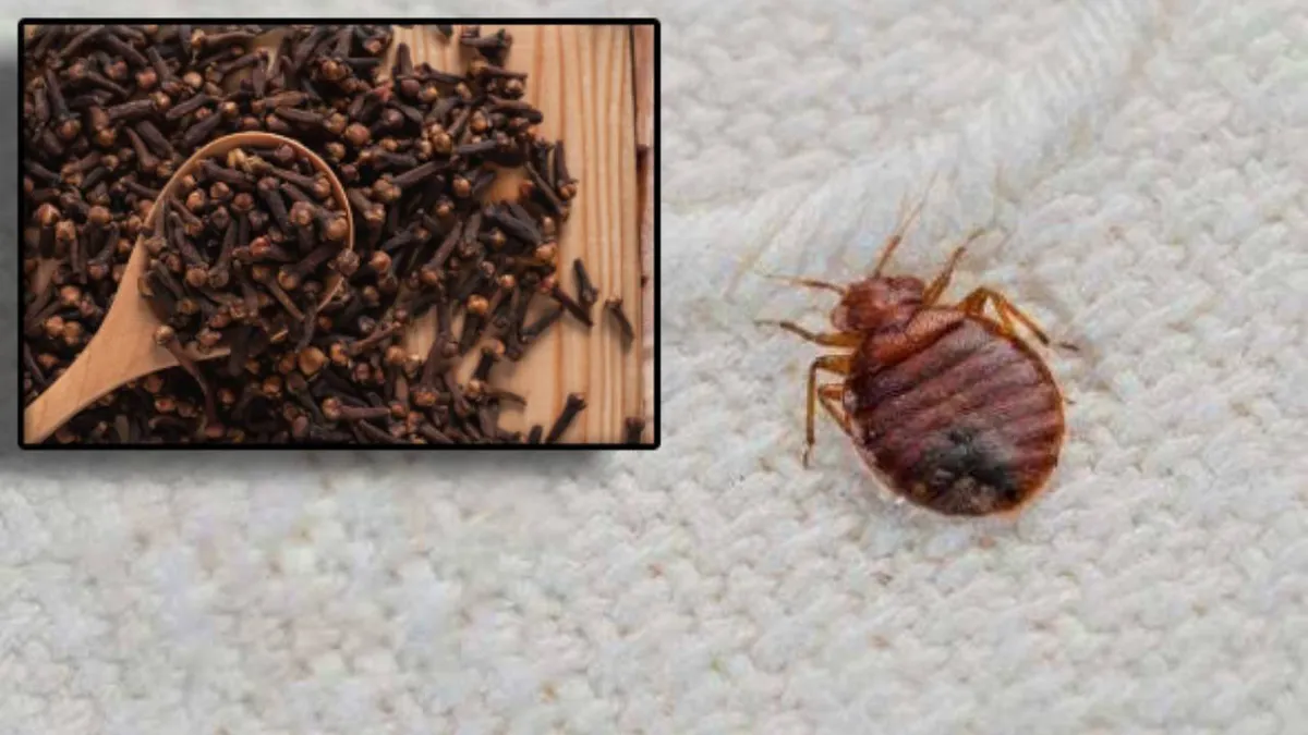 Aceasta este unica metodă de a scăpa de ploșnițele de pat. Se aplică la colțurile patului, pe timpul nopții, când insectele sunt active!