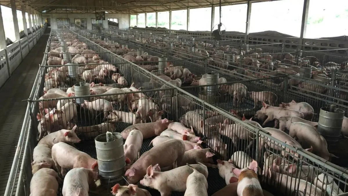 Risipă enormă a Guvernului! Executivul a acordat în 2022 peste un miliard de lei pentru a susţine reproducţia porcilor, dar numărul acestora a scăzut