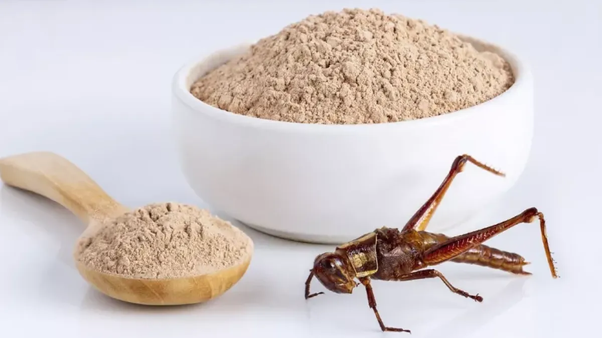 Camera Deputaților a aprobat un nou Proiect de Lege! Sunt impuse noi reguli cu privire la produsele alimentare din insecte!