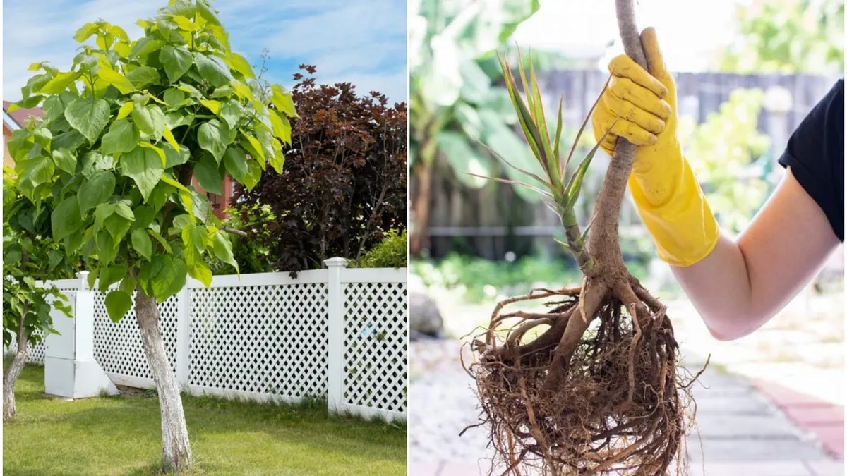Atenție la noile reguli! Distanța la care trebuie să fie plantați pomii de casa și gardul vecinului