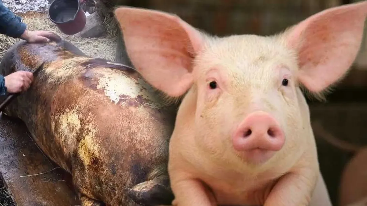 Porci de Crăciun, vânduți direct la poartă. Oferta unui localnic pentru clienți, în 2023: „Îl tranșăm în patru și aia e”