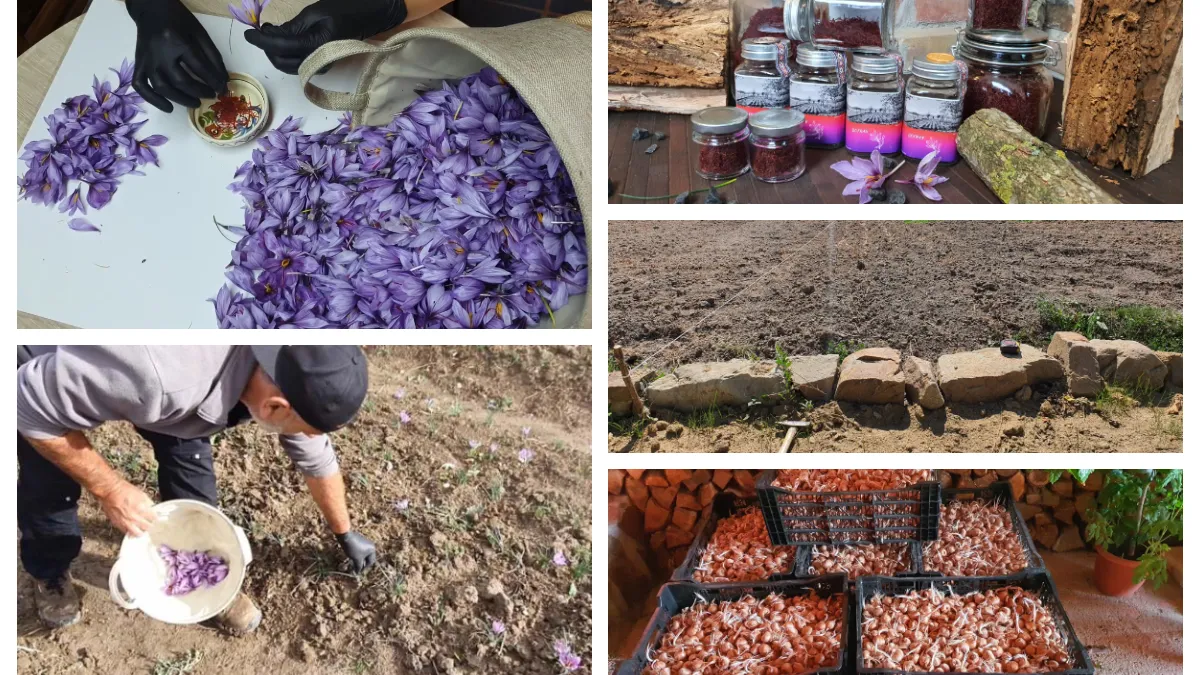 Afacerea fabuloasă pe care a deschis-o o familie în România. Un kilogram de şofran se vinde cu 40.000 de euro