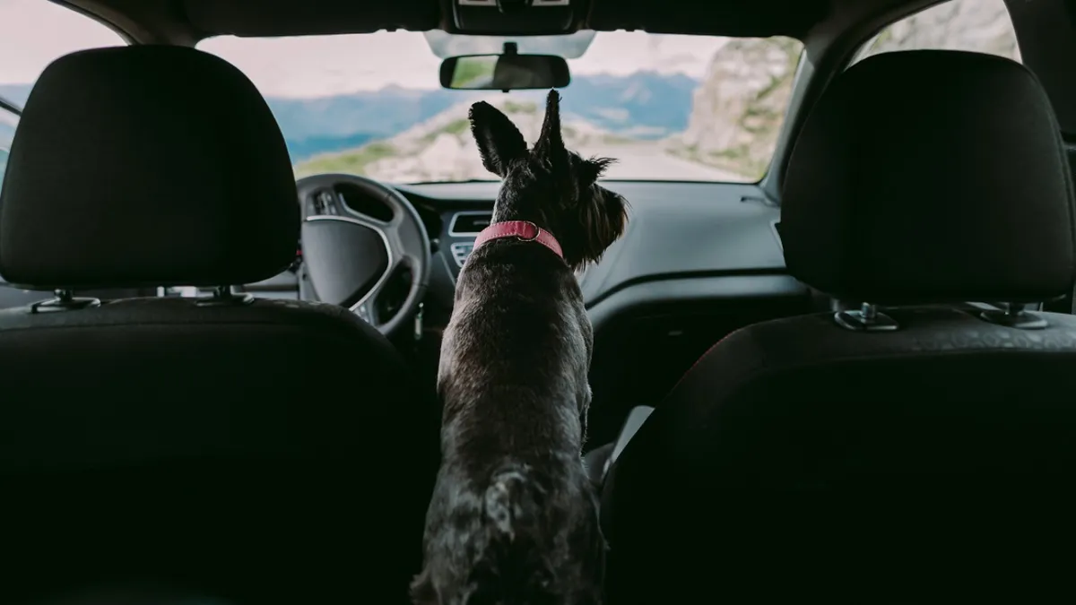 Codul Rutier 2024. Riscurile la care te supui dacă transporți animalul de companie pe locul din față al mașinii. Amendă uriașă pentru șoferii care nu respectă legea