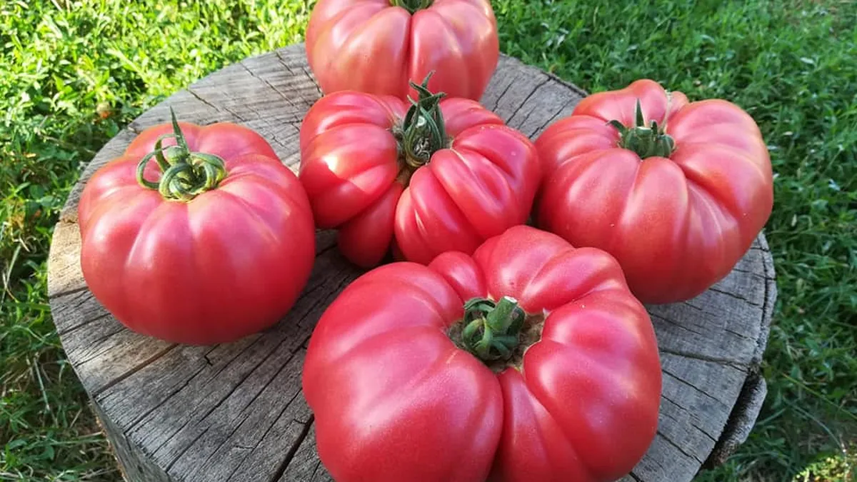 Motivul pentru care au dispărut roșiile „inimă de bou”. Tomatele erau recunoscute pentru dimensiunile lor gigant