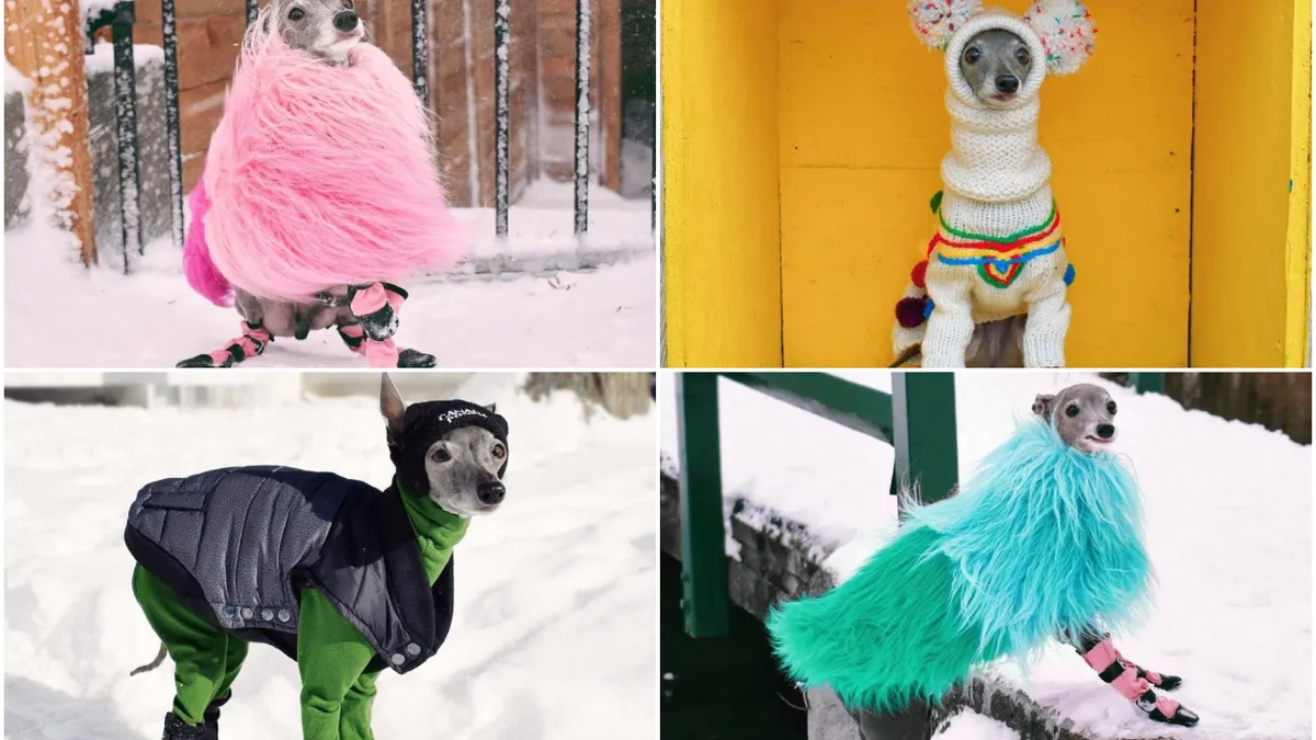 Tika, unul dintre cei mai faimoși câini din mediul online, are o garderobă de 20.000 de dolari şi 1 milion de urmăritori! A făcut senzație în întreaga lume, participând la spectacole pe podium