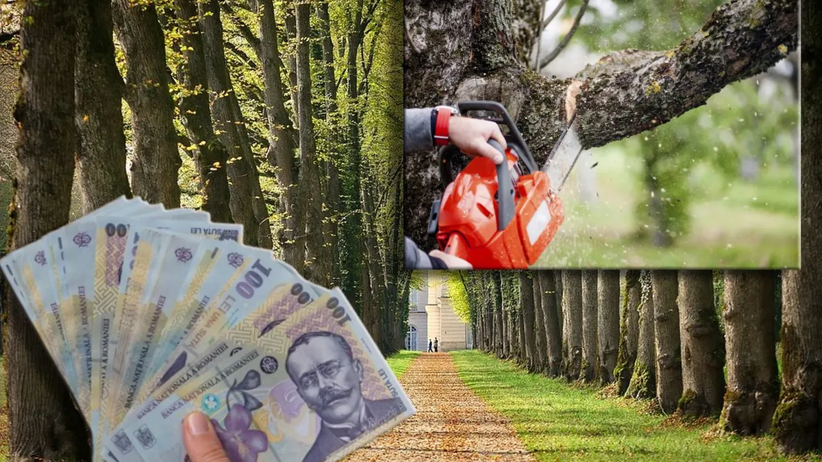 Măsuri drastice pentru a proteja vegetația din Capitală. Bucureștenii ar putea plăti amenzi de până la 5.000 de lei