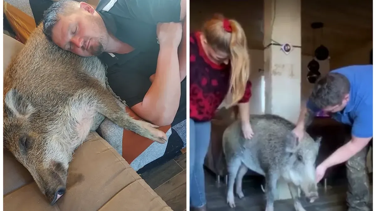 Cine este Oscar, cel mai iubit animal de companie. Este un porc mistreț și trăiește în lux absolut