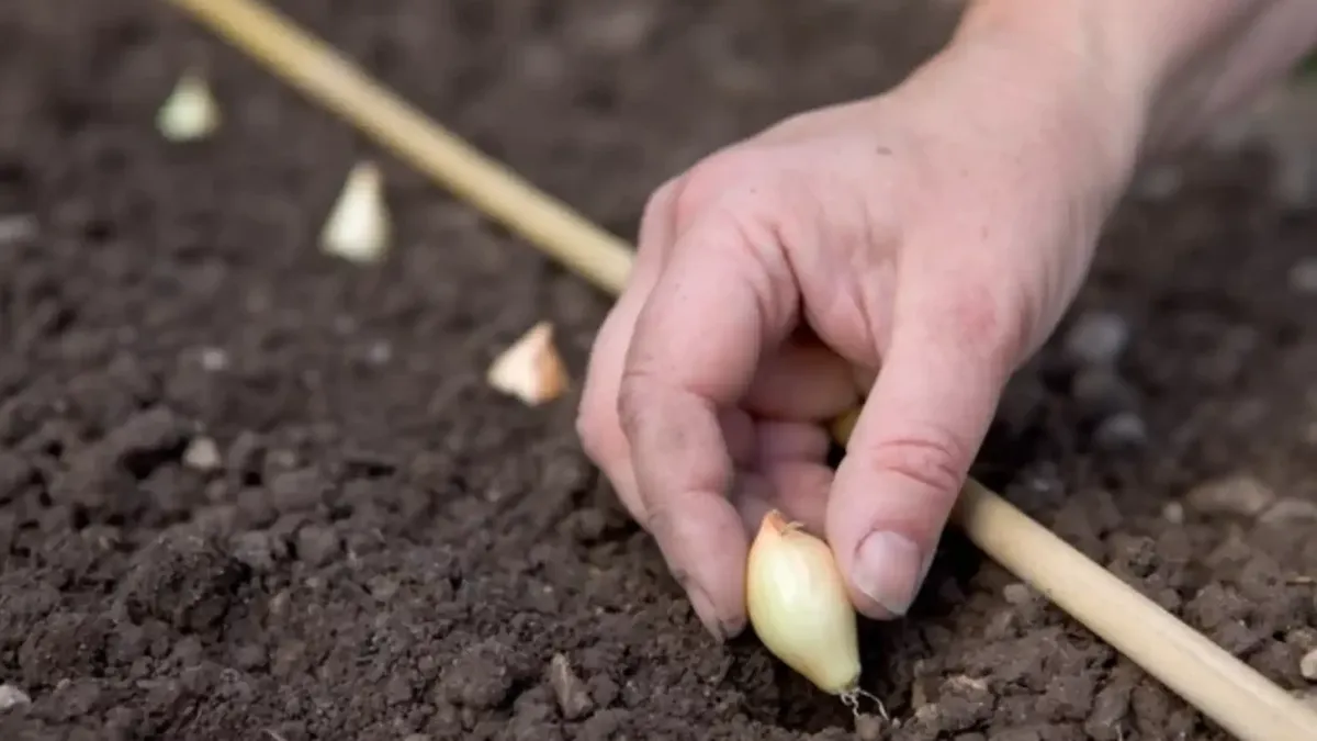 Cât costă un kilogram de arpagic în 2024. Când este cel mai bun moment pentru plantare ca să ai o recoltă bogată