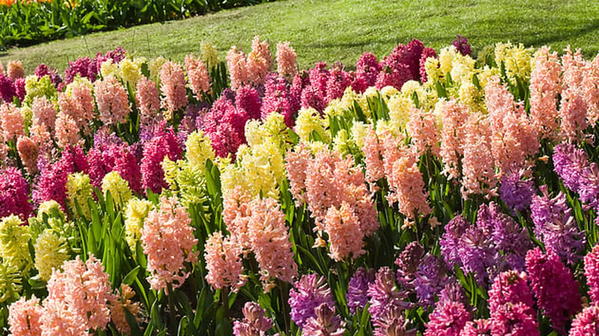 Câți bani au trebuit să scoată românii din portofel pentru o zambilă! Prețurile florilor mult mai mari de 1 martie