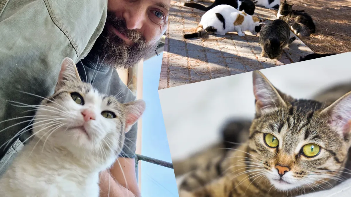 Propunerea legislativă de eutanasiere a pisicilor fără stăpân, retrasă din Parlament. Inițiatorul proiectului, ținta mesajelor de amenințare: Am fost numit ucigaş de pisici, psihopat, ameninţat