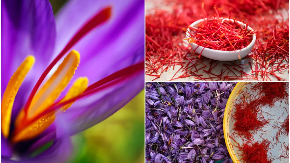 Inedit! Planta care se vinde cu 10.000 de euro pe kilogram! Este cultivată și de români