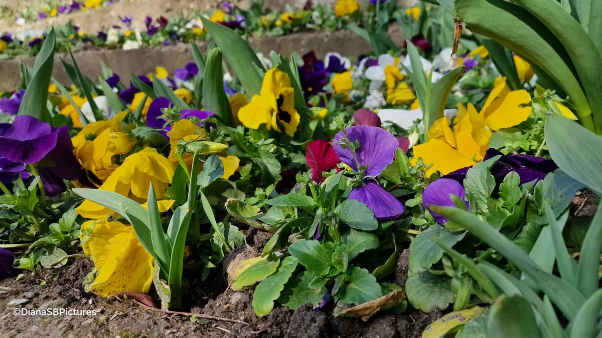 Meteo 27 – 29 martie 2024. ANM anunță brumă, ceață și vânt. Iată unde vor mai fi temperaturi de primăvară