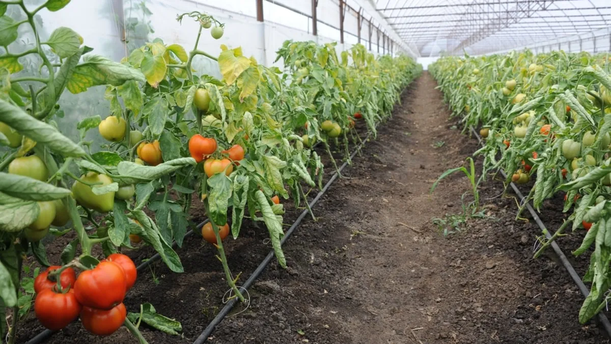 Legumele din serele din România conţin niveluri ridicate de pesticide. Raport alarmant al Autorităţii Naţionale Fitosanitare