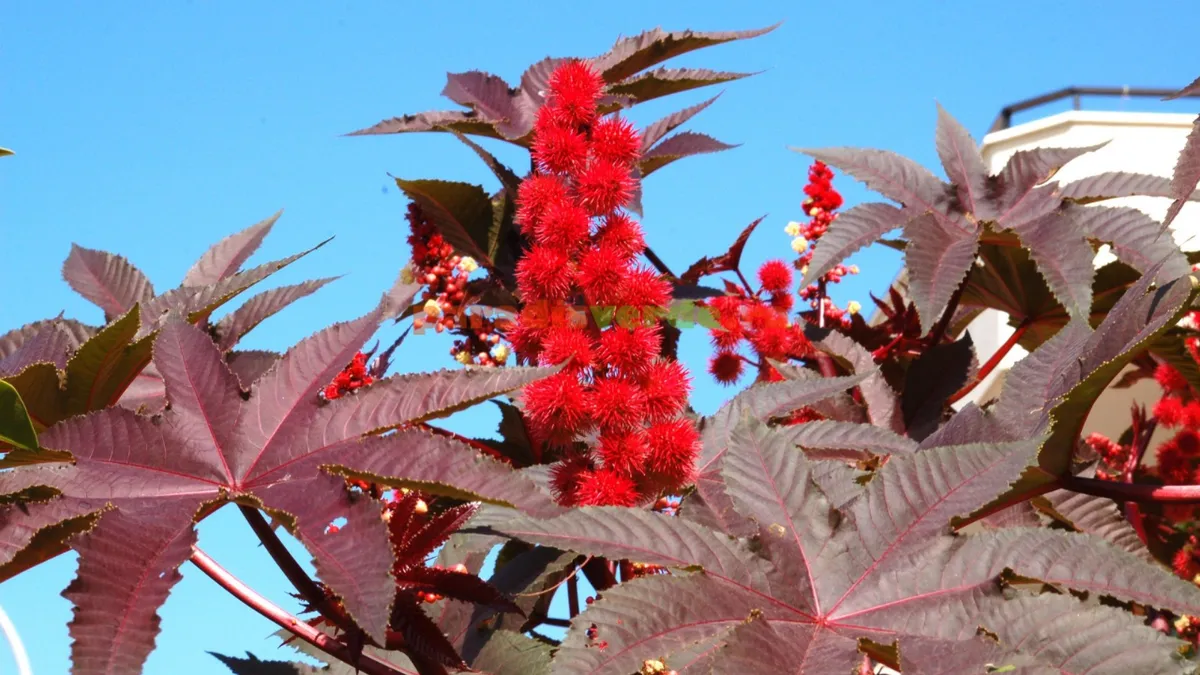 Planta care îți umple portofelul. Cultura ce poate aduce un profit de circa 30.000 de euro la hectar