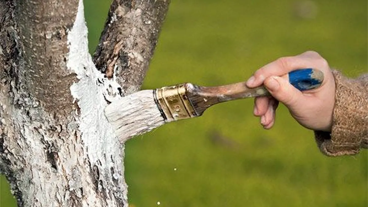 De ce se văruiesc, în alb, copacii primăvara. Oamenii practică acest obicei de sute de ani