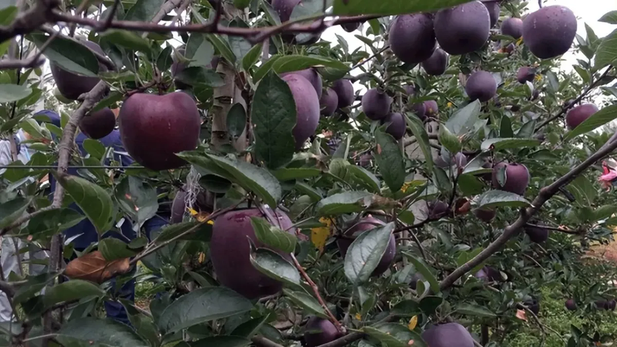 Cel mai scump măr din lume! Black Diamond Apple, fructul care costă echivalentul a 12 litri de lapte