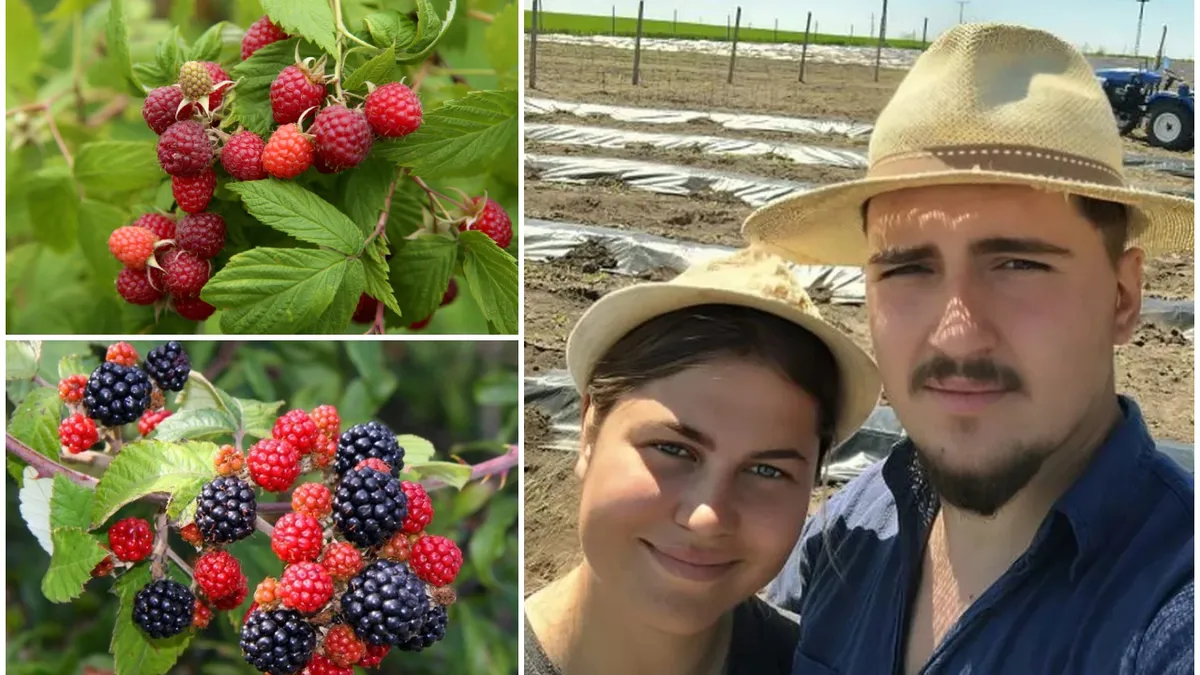 Un cuplu din Galați a dat lovitura cu o afacere care a pornit dintr-un simplu împrumut! Cei doi produc acum 25.000 de euro din zmeură și mure