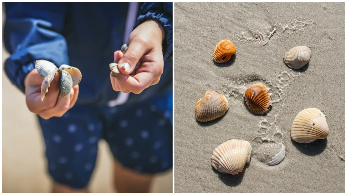 De ce nu ar trebui să luăm scoici de pe plajă atunci când mergem în vacanță. În unele zone de pe glob amenda poate ajunge și la 500 de dolari