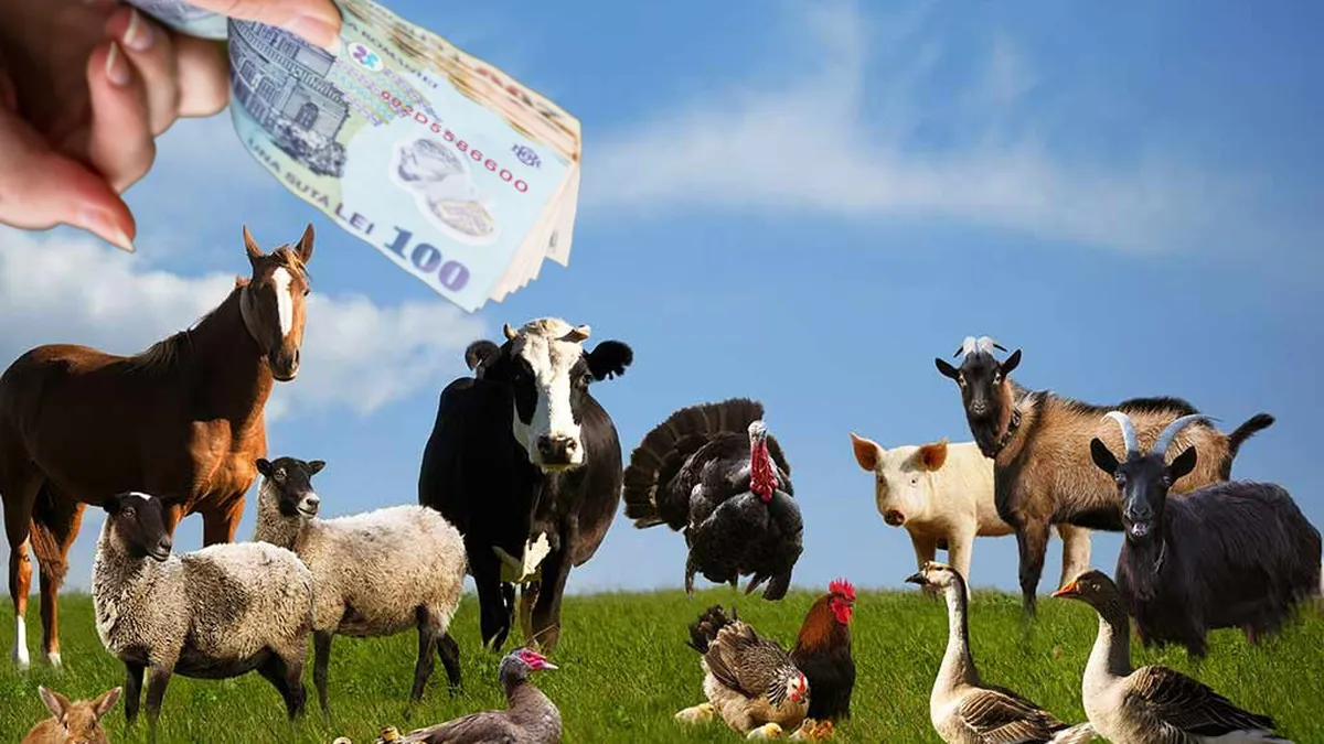 Statul îți oferă subvenție 1330 de lei dacă crești acest animal. Sute de mii de români pot beneficia de bani