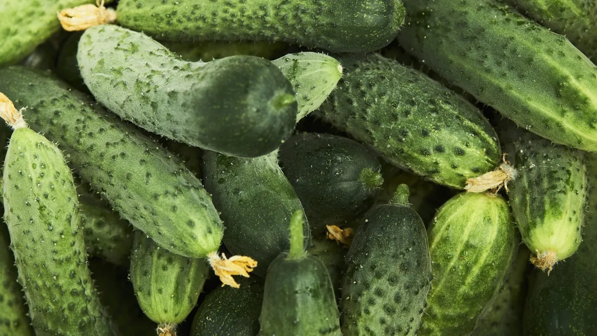 România, record la exportul de castraveți. Peste 47.000 de tone livrate în primele 11 luni din 2025