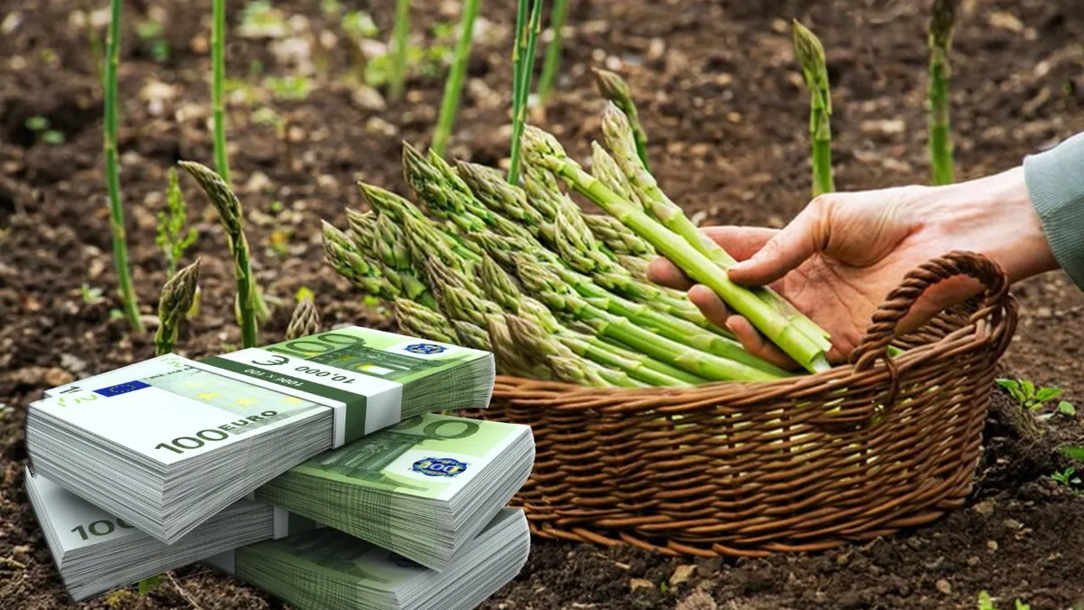 Leguma care îi îmbogățește pe români în această perioadă. În cât timp se ajunge la profituri mamut de peste 100.000 de euro