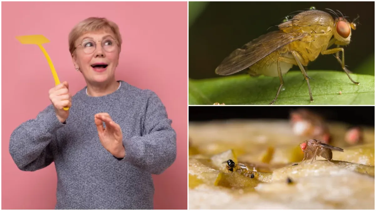 Ingredientul banal care te scapă de musculițe bețive. Cum trebuie să-l folosești pentru a le alunga definitv