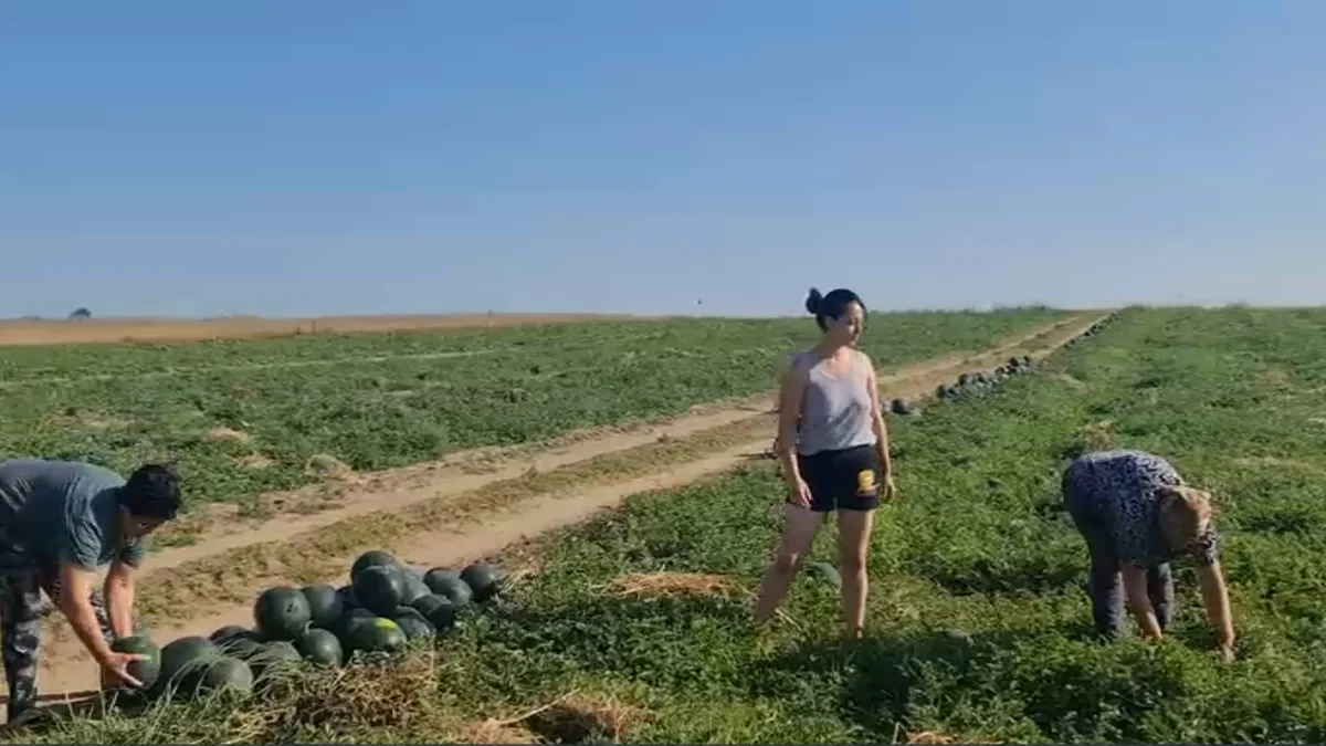 Pepenii românești, un lux pe care puțini și-l permit. Cu cât se vinde o lubeniță de Dăbuleni în piață