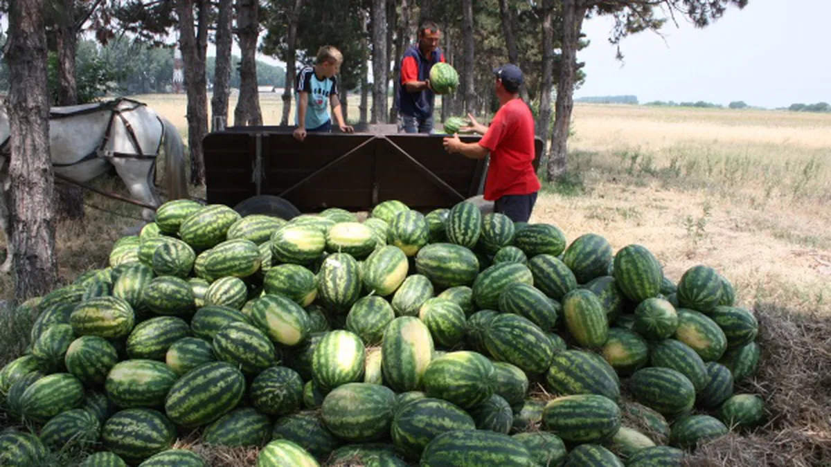 Prețul incredibil cerut de producători pe pepenii de Dăbuleni în piață: ”Măcar să scoatem ce am băgat”