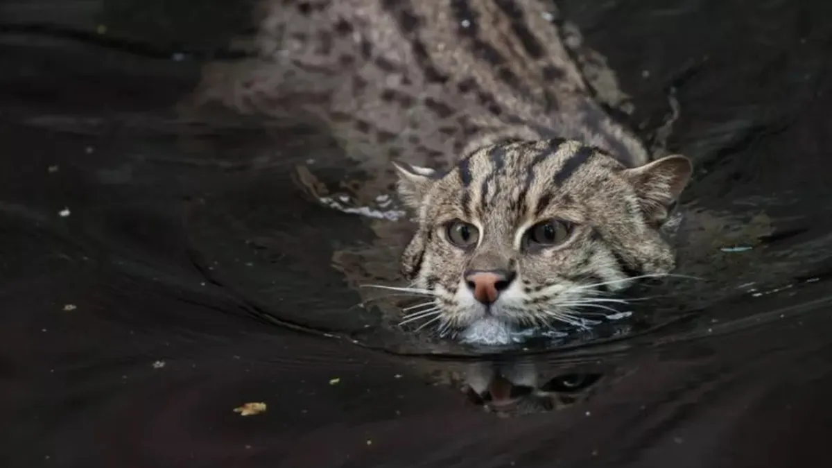 Cum arată pisica-pescar și unde trăiește. Înoată pe distanțe lungi, măcăne ca o rață și e pe cale de dispariție