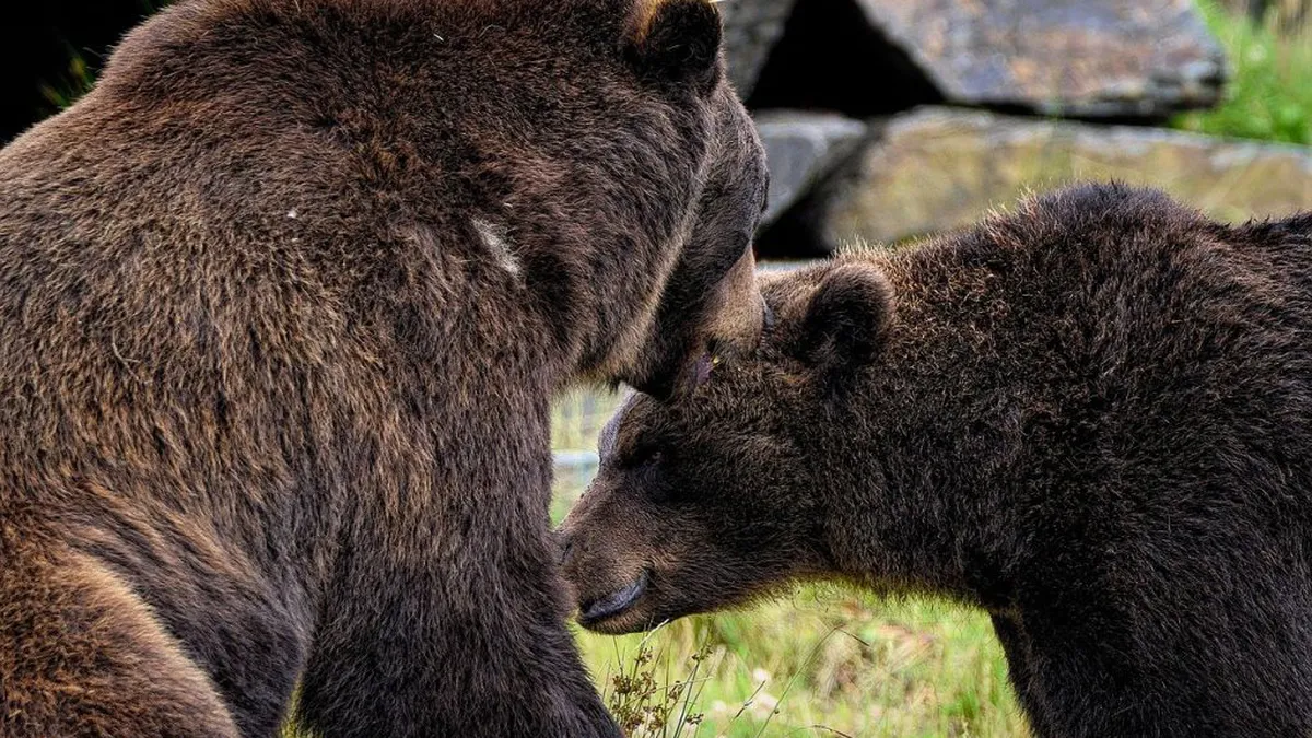 România, regatul urșilor bruni. Cu cât a crescut numărul acestora