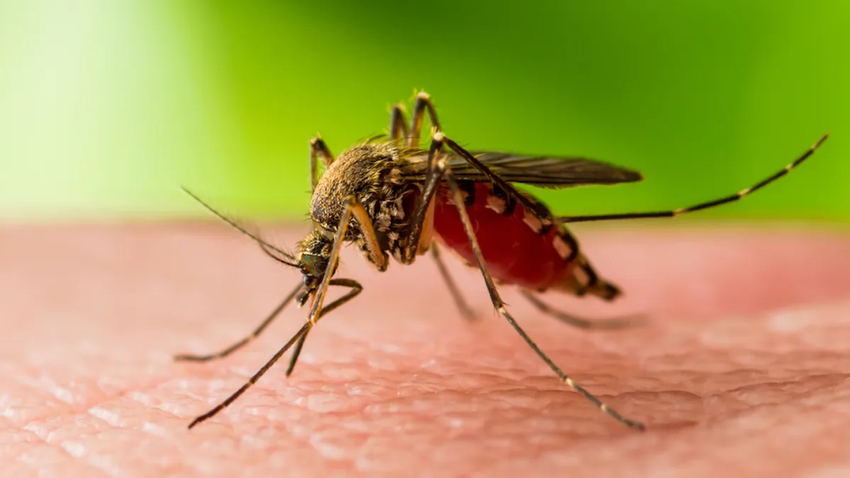 117 cazuri de West Nile în România și 7 decese. Bucureștiul, județul cu cele mai multe îmbolnăviri