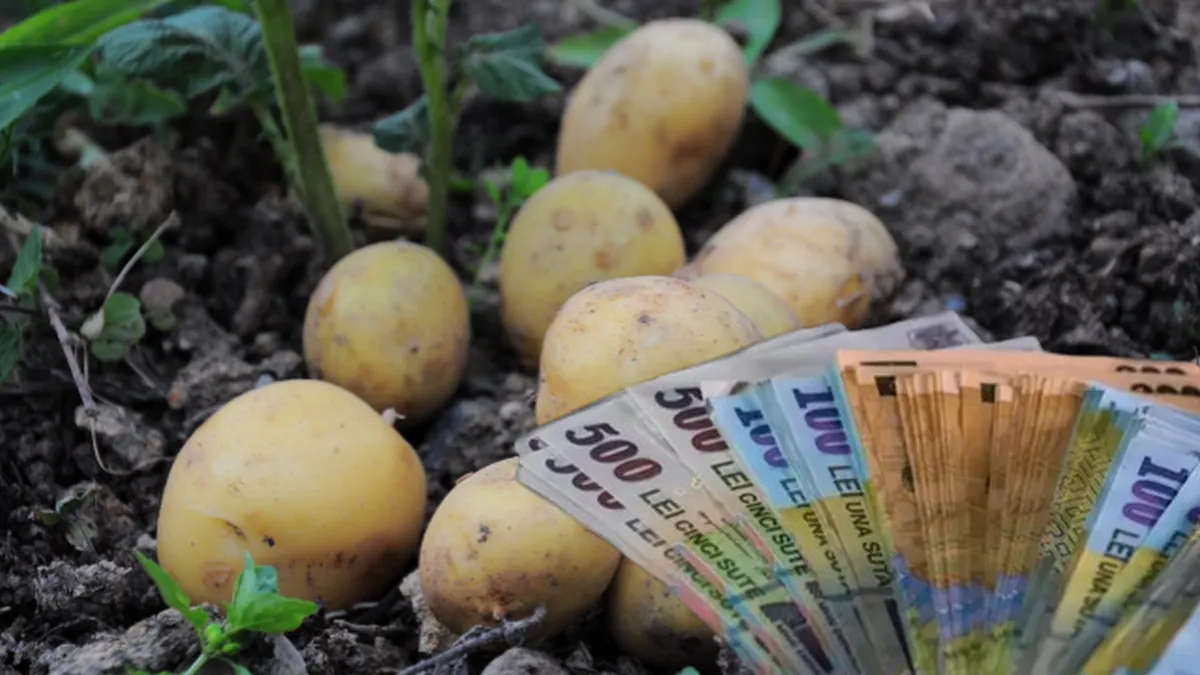 Cât au ajuns să coste cartofii în piețele de la noi. Nu se mai poate numi „leguma săracului”!