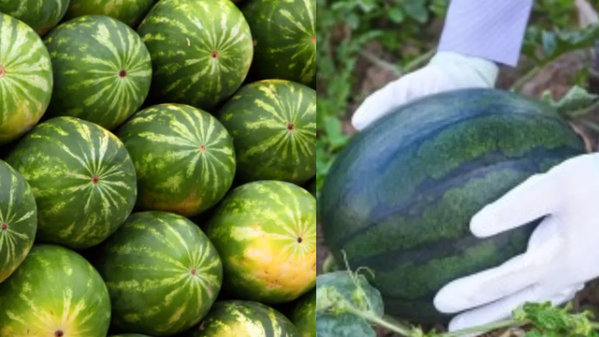 Pepeni în plus toamna asta! Clima caldă le prelungește sezonul în vestul României!