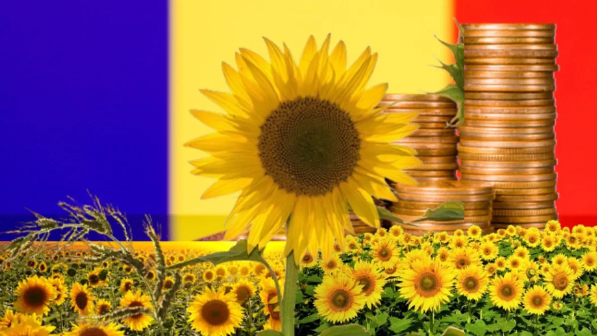 Floarea-soarelui inovatoare creată de cercetătorii români promite să impulsioneze economia națională
