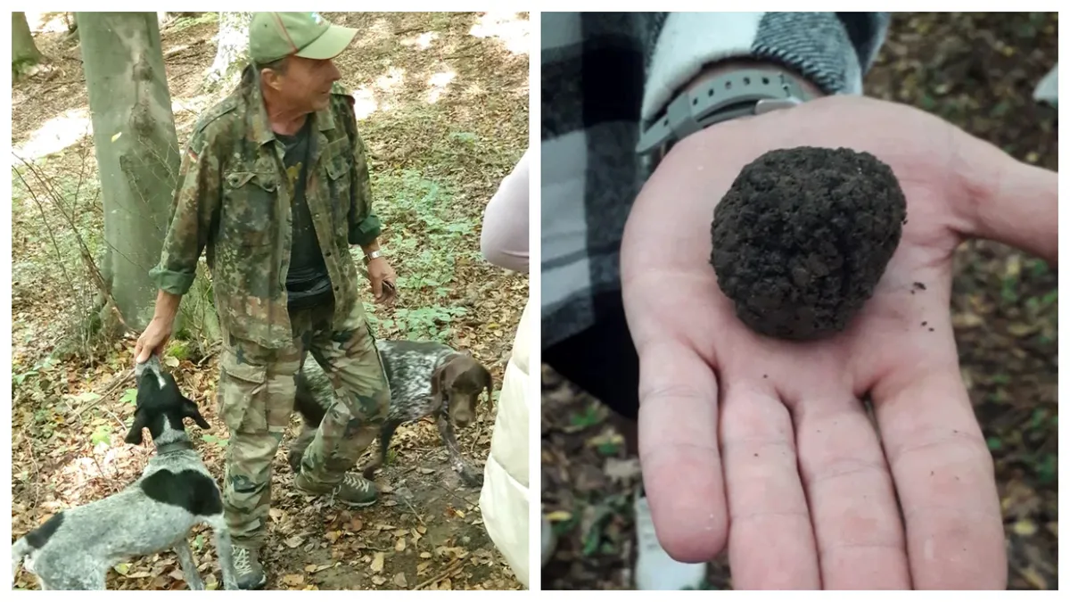 Activitatea care l-a îmbogățit pe un român. De 30 de ani vânează trufe cu câinii săi. Cât costă un kilogram