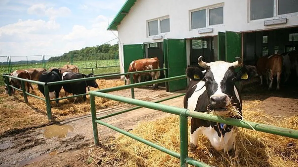 Taxe de mii de euro pentru proprietarii de ferme de vaci. Bani vor intra într-un fond de mediu