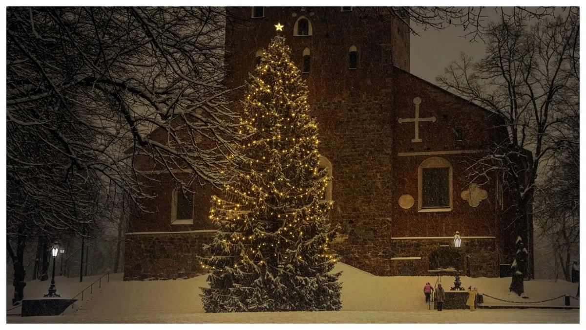 Romsilva scoate la vânzare mult mai puțini brazi de Crăciun, față de anul trecut