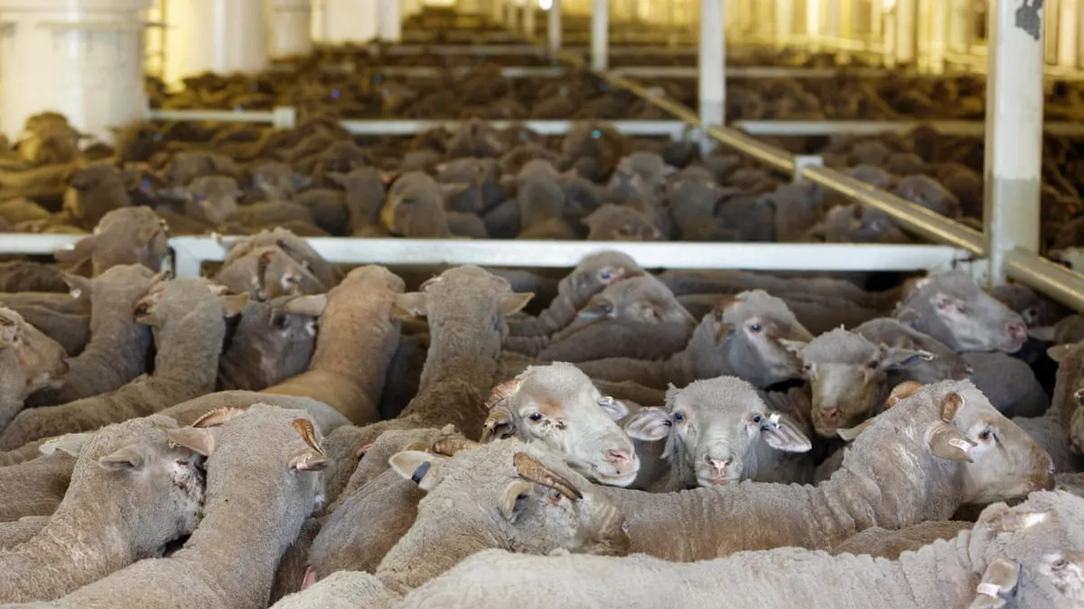 Exportul de ovine către țările tradiționale a fost reluat. 13.000 de oi au plecat deja spre Maroc, ciobanii speră să mai exporte încă 100.000 până la sfârșitul anului