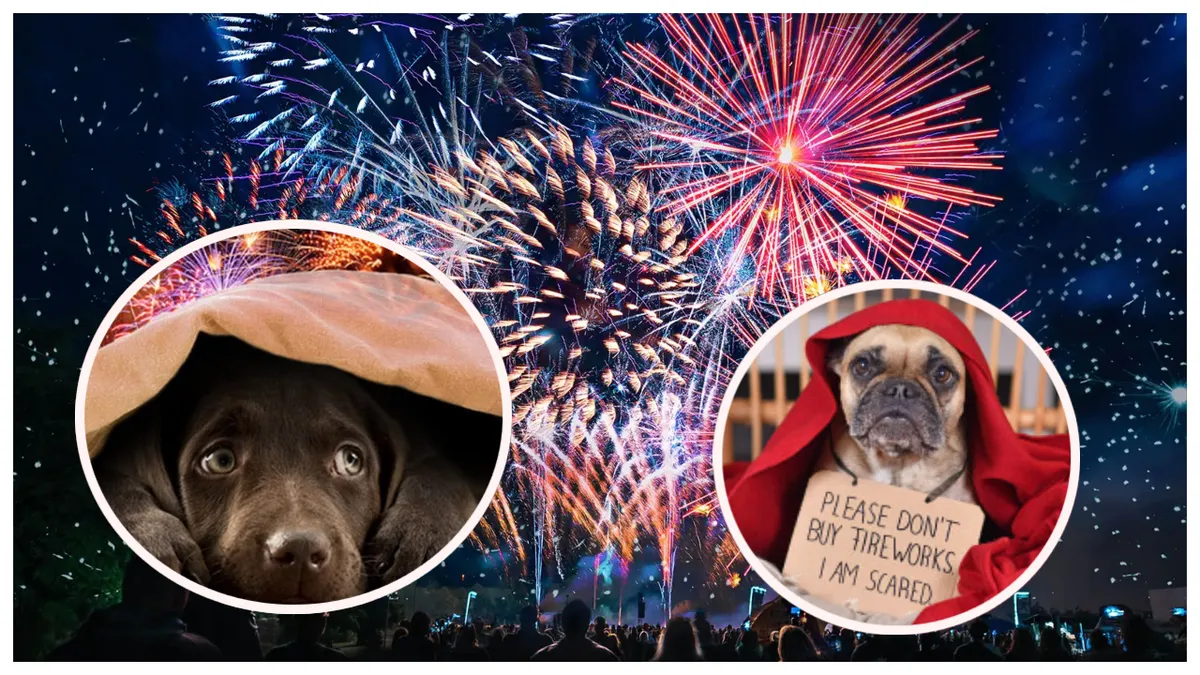 Artificiile de Revelion, un adevărat pericol pentru animale. Cum să le protejăm de zgomotele puternice