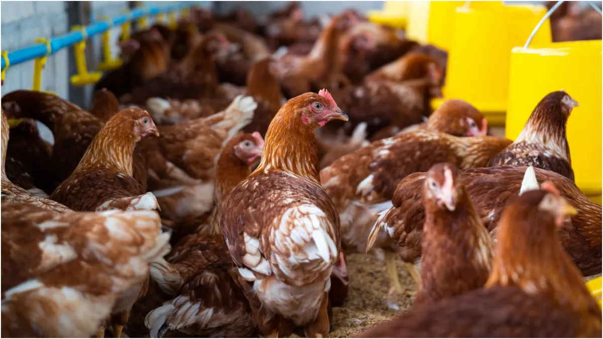 Cum ajuți găinile să dea mai multe ouă iarna. Toți gospodarii ar trebui să apeleze la aceste trucuri