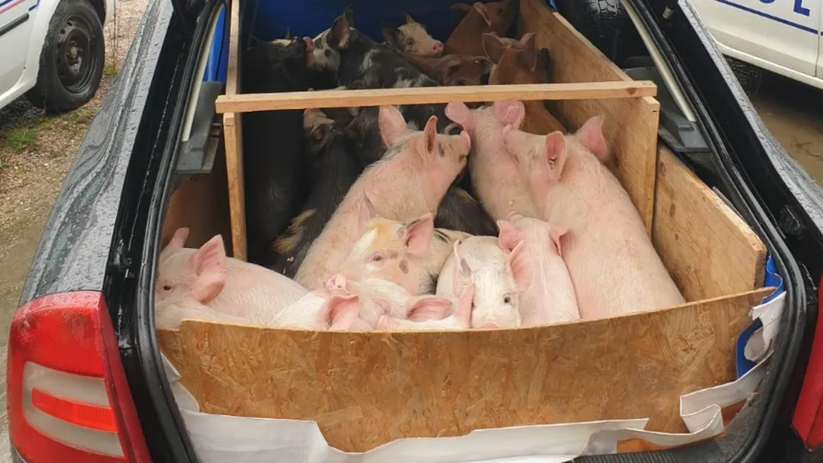 Amenzi de 40.000 de lei pentru porcii care zboară din gospodării fără autorizaţie veterinară