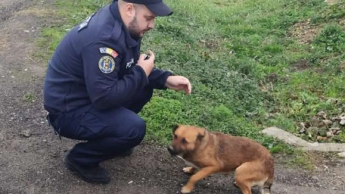 Ce amendă a primit un bărbat care și-a abandonat câinele pe marginea drumului