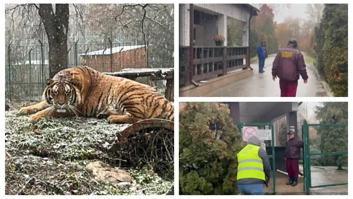 Angajat ucis de tigru la Grădina Zoologică Pitești