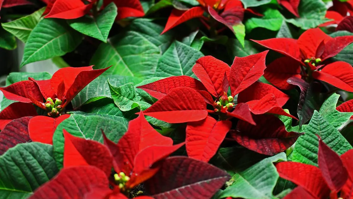 Crăciunița, planta vedetă de Sărbătorile de iarnă. Ingredientul care o menține înflorită și sănătoasă