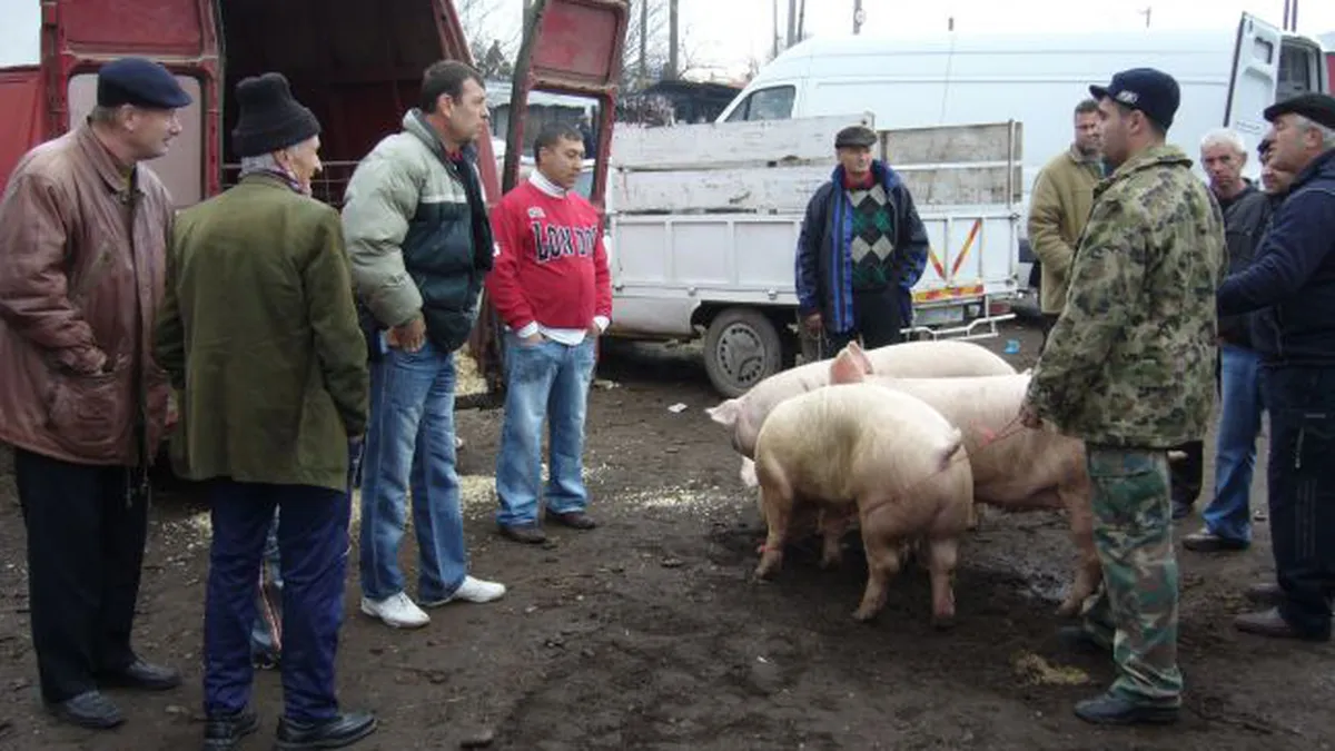 Cu cât se vinde un porc de 100 de kilograme în viu înainte de Crăciun