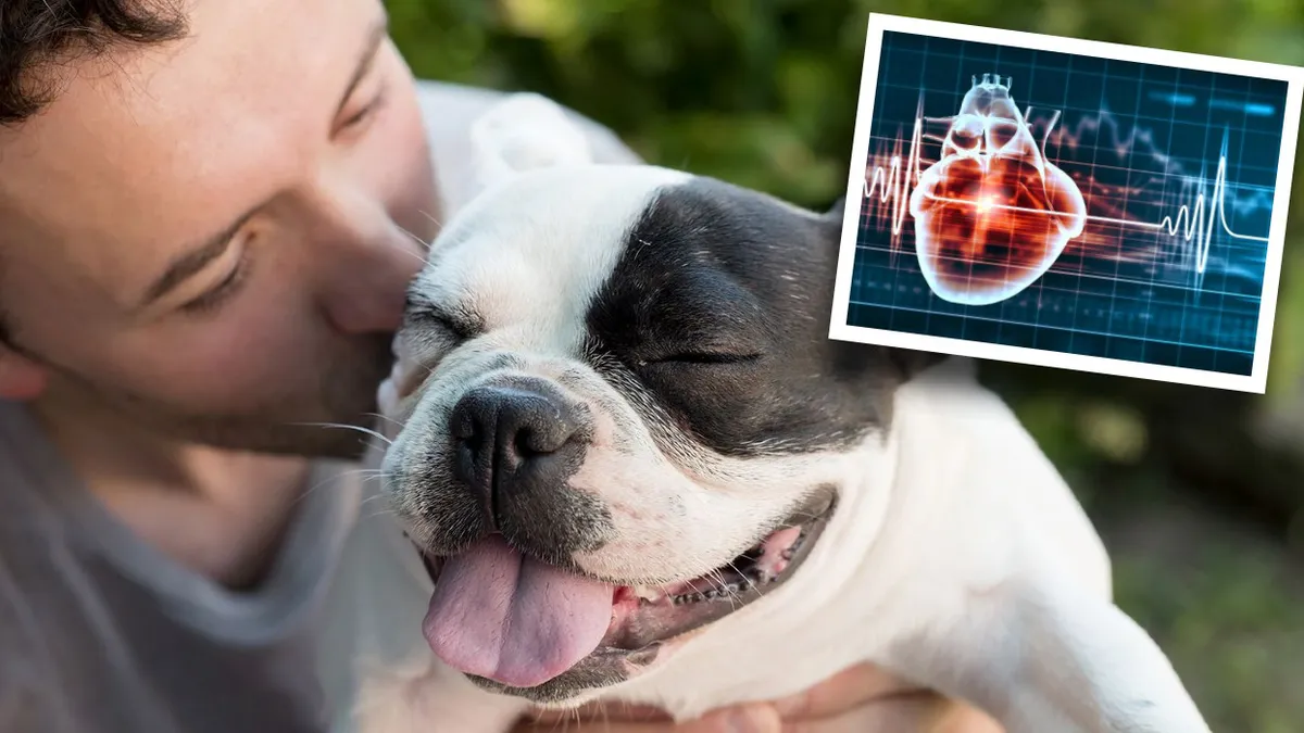 Legătura neștiută dintre câine și stăpân. Inima patrupedului și cea a omului sunt „conectate”